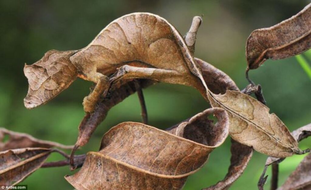 Cinco animais que parecem com folhas is that really a plant | Animais | animais, curiosidades, incrível