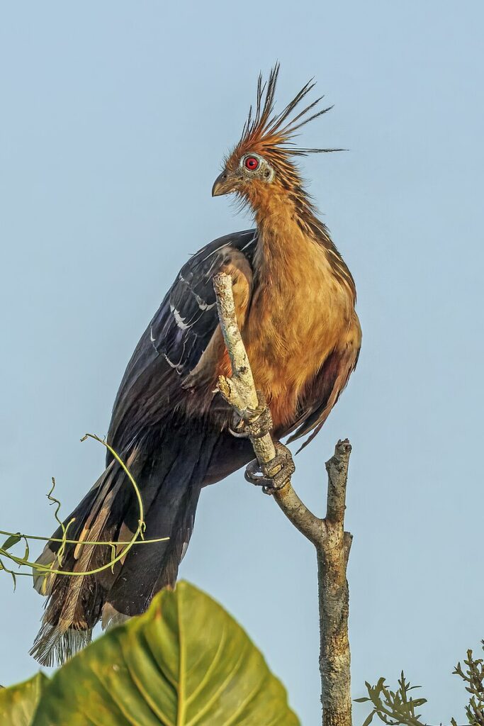 Conheça a ave mais fedorenta do mundo Hoatzin Opisthocomus hoazin Rio Napo | Animais | animais, aves, bichos, estranho