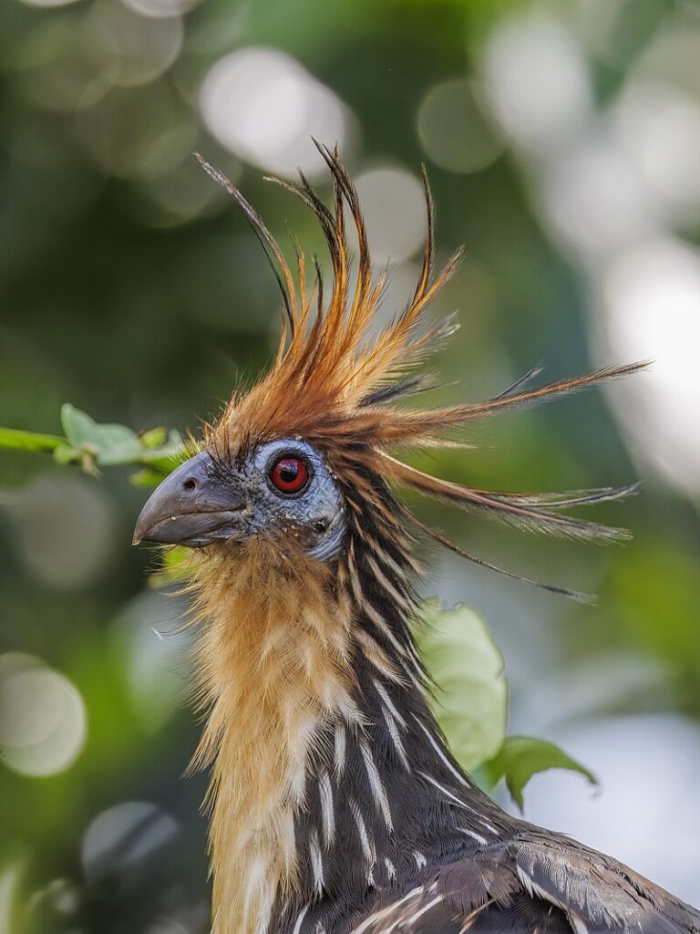 Conheça a ave mais fedorenta do mundo Hoatzin Opisthocomus hoazin head Rio Napo | Animais | animais, aves, bichos, estranho