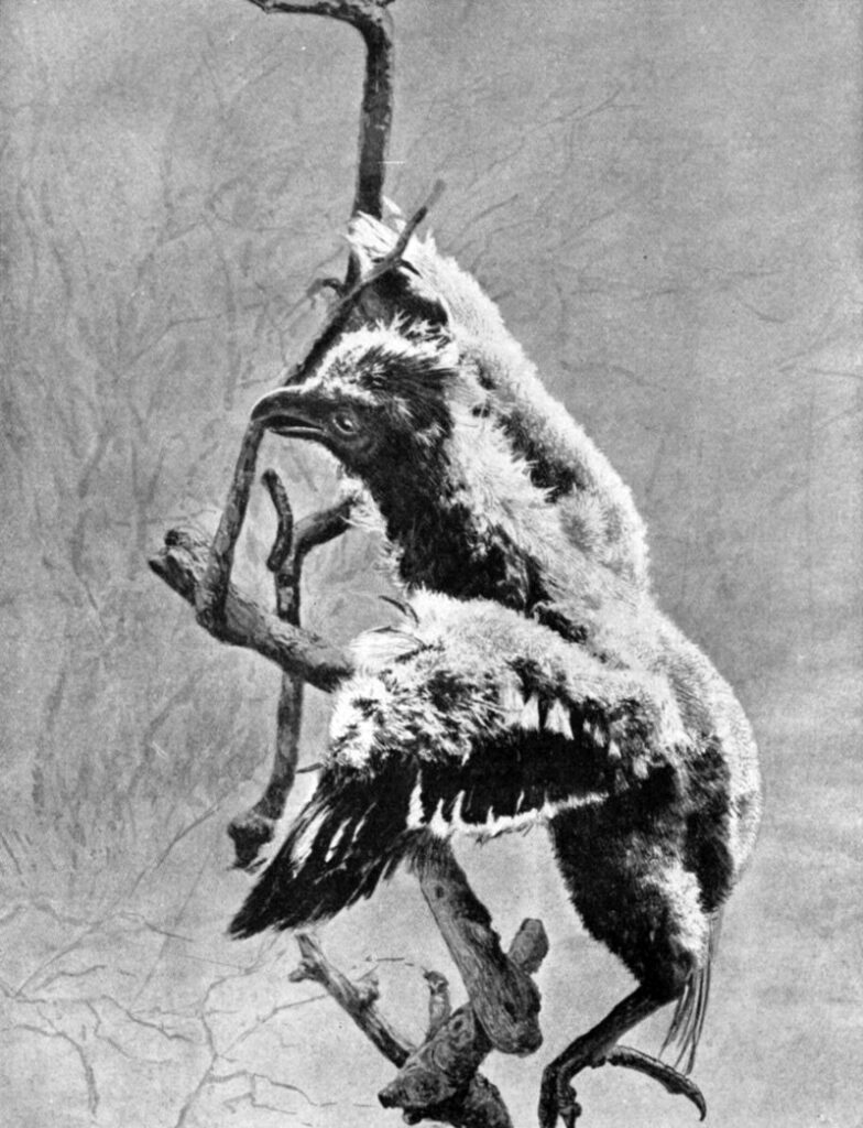 Conheça a ave mais fedorenta do mundo Hoatzin chick | Animais | animais, aves, bichos, estranho