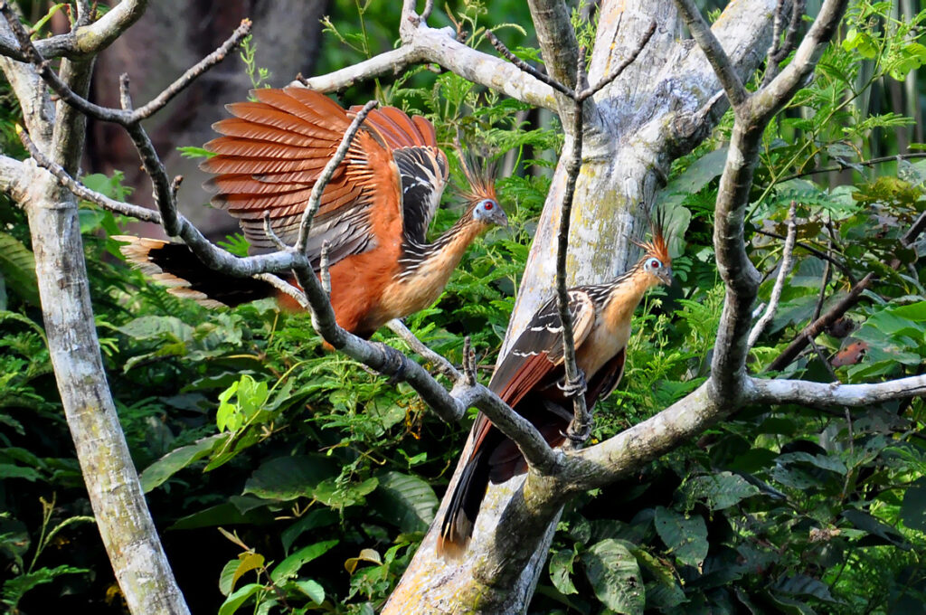 Conheça a ave mais fedorenta do mundo Hoatzins in Brazil | Animais | animais, aves, bichos, estranho