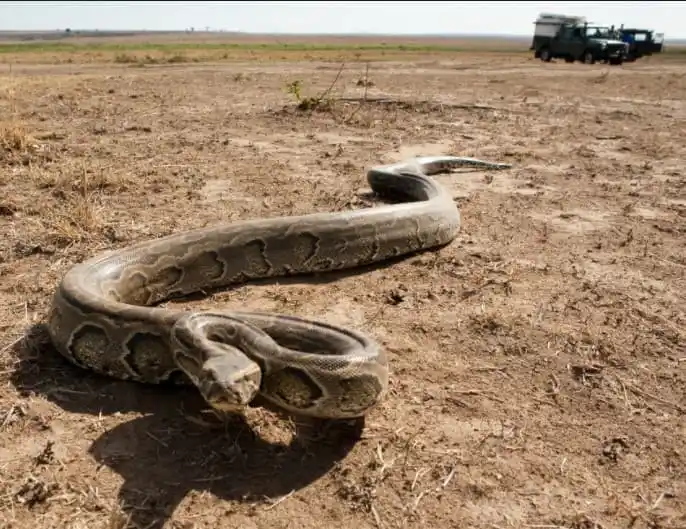 As cobras mais perigosas do mundo African Rock Python.jpg | Animais | animais, cobra, cobras, curioso, perigoso, serpentes, víboras