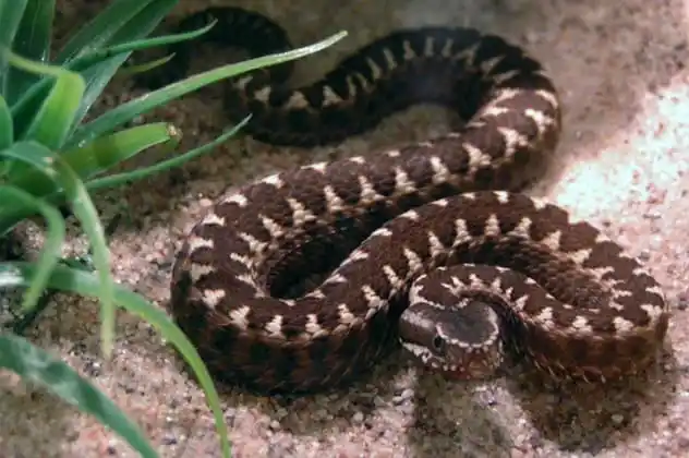 As cobras mais perigosas do mundo Alcatrazes Lancehead1.jpg | Animais | animais, cobra, cobras, curioso, perigoso, serpentes, víboras