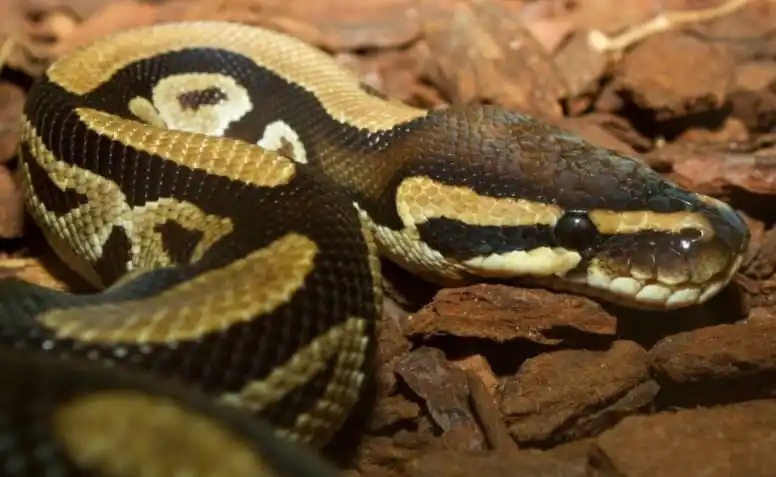 As cobras mais perigosas do mundo Ball Python.jpg | Animais | animais, cobra, cobras, curioso, perigoso, serpentes, víboras