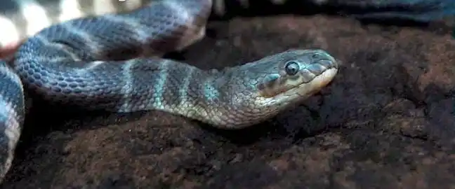 As cobras mais perigosas do mundo Beaked sea snake1.jpg | Animais | animais, cobra, cobras, curioso, perigoso, serpentes, víboras