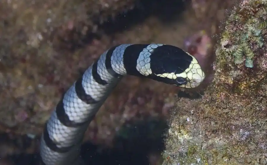As cobras mais perigosas do mundo Belchers Sea Snake.jpg | Animais | animais, cobra, cobras, curioso, perigoso, serpentes, víboras