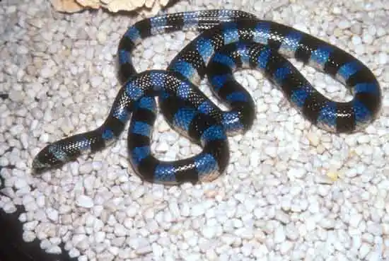 As cobras mais perigosas do mundo Black banded sea krait1.jpg | Animais | animais, cobra, cobras, curioso, perigoso, serpentes, víboras