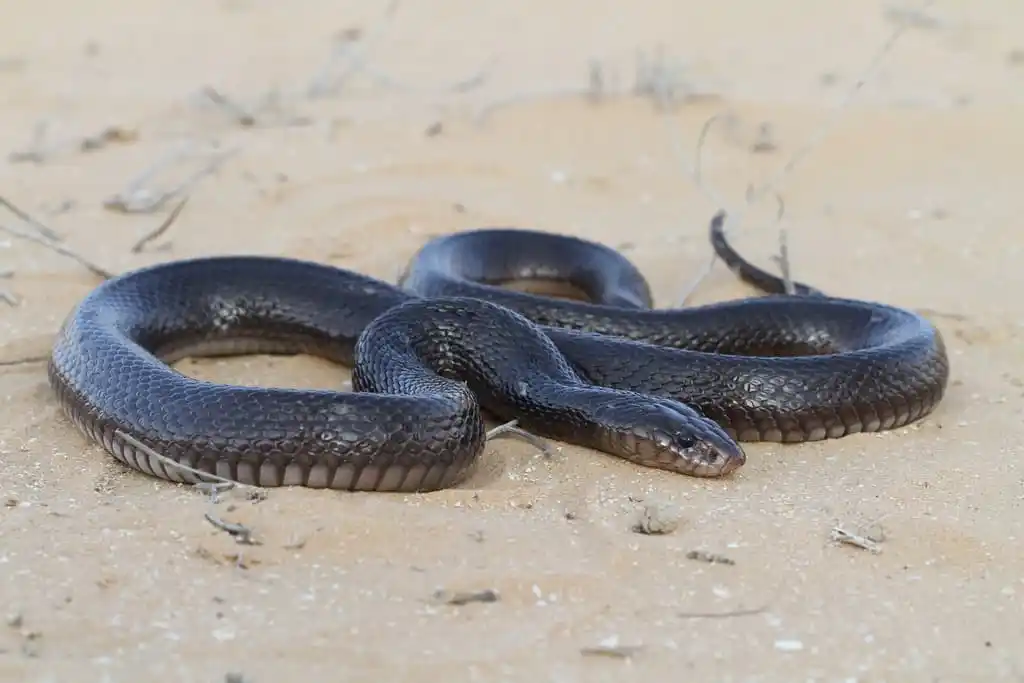 As cobras mais perigosas do mundo Black desert cobra.jpg | Animais | animais, cobra, cobras, curioso, perigoso, serpentes, víboras