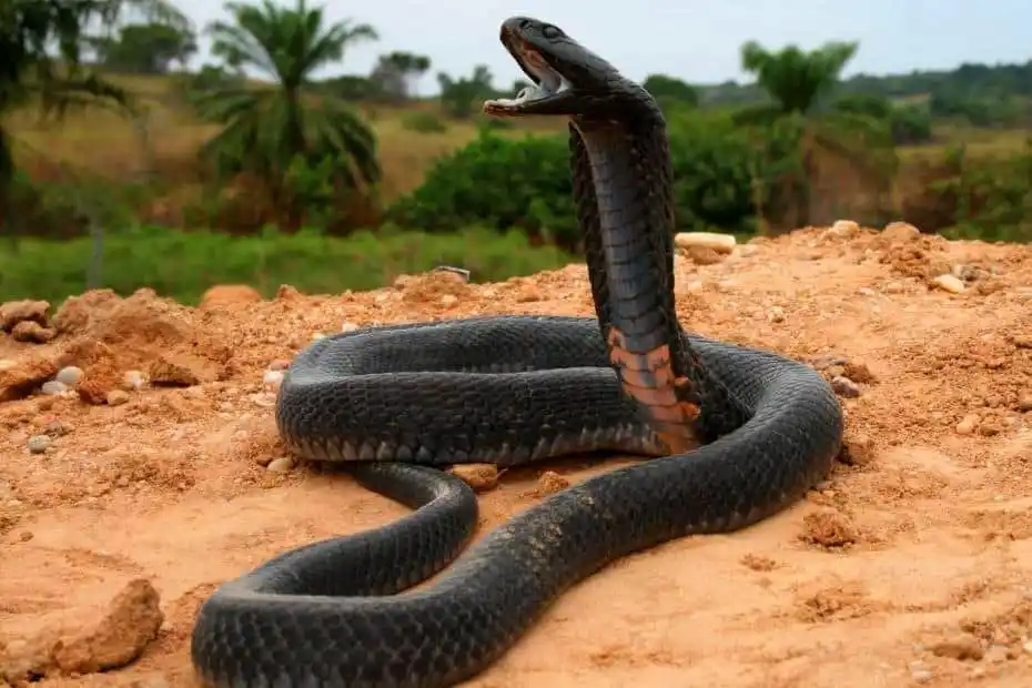 As cobras mais perigosas do mundo Black necked spitting cobra.jpg | Animais | animais, cobra, cobras, curioso, perigoso, serpentes, víboras