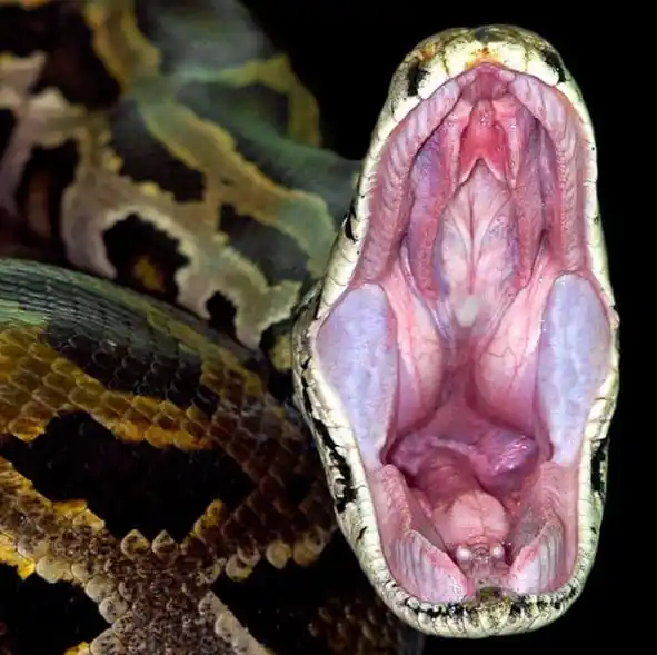 As cobras mais perigosas do mundo Burmese Python.jpg | Animais | animais, cobra, cobras, curioso, perigoso, serpentes, víboras