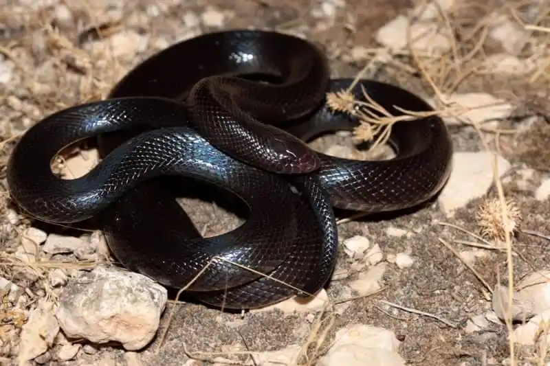 As cobras mais perigosas do mundo Burrowing Asp.jpg | Animais | animais, cobra, cobras, curioso, perigoso, serpentes, víboras