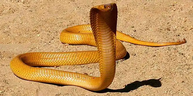 As cobras mais perigosas do mundo Cape cobra.jpg | Animais | animais, cobra, cobras, curioso, perigoso, serpentes, víboras