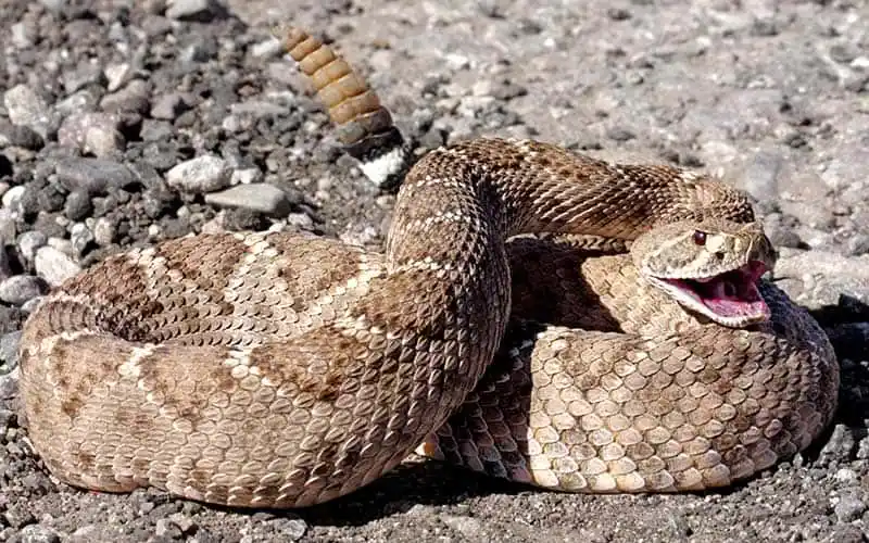 As cobras mais perigosas do mundo Cascabel1.jpg | Animais | animais, cobra, cobras, curioso, perigoso, serpentes, víboras
