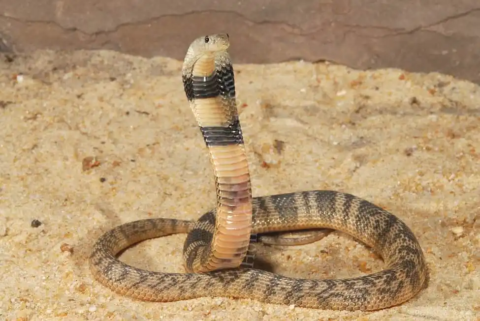 As cobras mais perigosas do mundo Caspian cobra.jpg | Animais | animais, cobra, cobras, curioso, perigoso, serpentes, víboras