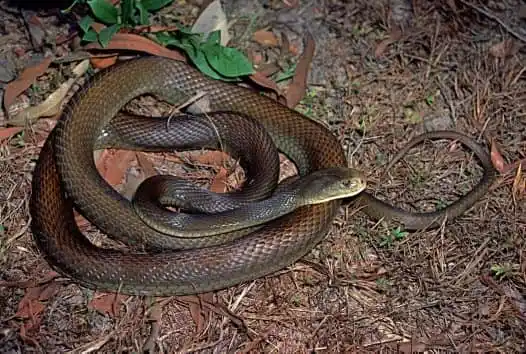 As cobras mais perigosas do mundo Coastal Taipan.jpg | Animais | animais, cobra, cobras, curioso, perigoso, serpentes, víboras