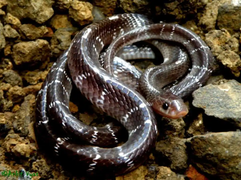 As cobras mais perigosas do mundo Common Krait.jpg | Animais | animais, cobra, cobras, curioso, perigoso, serpentes, víboras