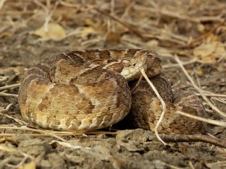 As cobras mais perigosas do mundo Common Lacehead.jpg | Animais | animais, cobra, cobras, curioso, perigoso, serpentes, víboras