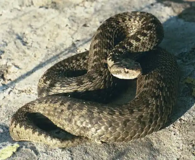 As cobras mais perigosas do mundo Darevskys Vipers1.jpeg | Animais | animais, cobra, cobras, curioso, perigoso, serpentes, víboras