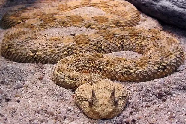 As cobras mais perigosas do mundo Desert Horned Viper.jpg | Animais | animais, cobra, cobras, curioso, perigoso, serpentes, víboras