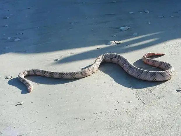 As cobras mais perigosas do mundo Dubois sea snake1.jpg | Animais | animais, cobra, cobras, curioso, perigoso, serpentes, víboras