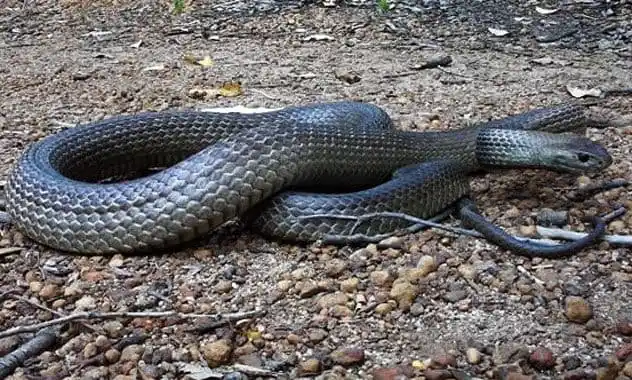 As cobras mais perigosas do mundo Dugite.jpg | Animais | animais, cobra, cobras, curioso, perigoso, serpentes, víboras