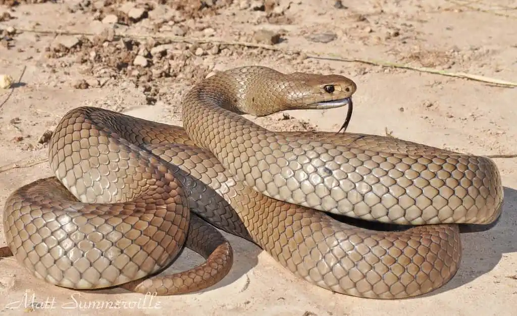 As cobras mais perigosas do mundo Eastern Brown Snake.jpg | Animais | animais, cobra, cobras, curioso, perigoso, serpentes, víboras
