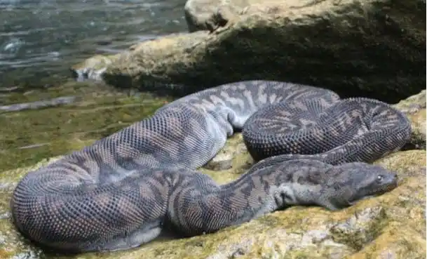 As cobras mais perigosas do mundo Elephant Trunk Snake1.jpg | Animais | animais, cobra, cobras, curioso, perigoso, serpentes, víboras