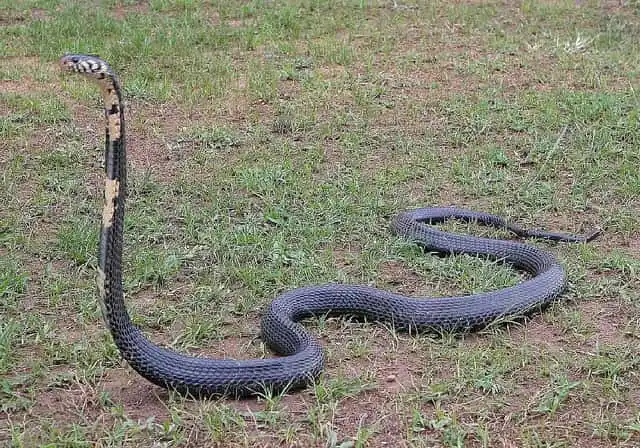 As cobras mais perigosas do mundo Forest cobra.jpg | Animais | animais, cobra, cobras, curioso, perigoso, serpentes, víboras