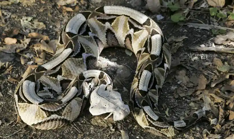 As cobras mais perigosas do mundo Gaboon viper.jpg | Animais | animais, cobra, cobras, curioso, perigoso, serpentes, víboras