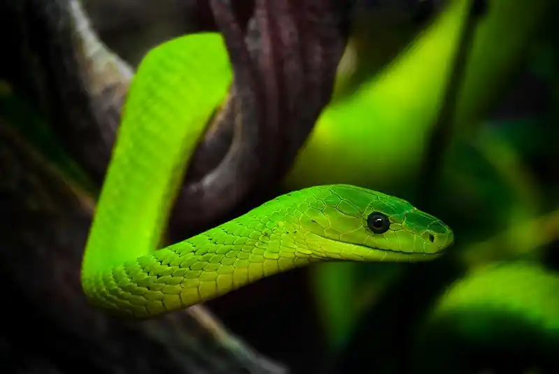 As cobras mais perigosas do mundo Green mambas.jpg | Animais | animais, cobra, cobras, curioso, perigoso, serpentes, víboras