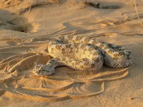 As cobras mais perigosas do mundo Horned Viper1.jpg | Animais | animais, cobra, cobras, curioso, perigoso, serpentes, víboras