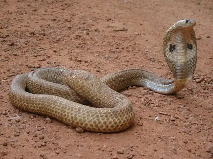 As cobras mais perigosas do mundo Indian Cobra.jpg | Animais | animais, cobra, cobras, curioso, perigoso, serpentes, víboras