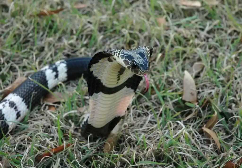 As cobras mais perigosas do mundo Indochinese spitting cobra1.jpg | Animais | animais, cobra, cobras, curioso, perigoso, serpentes, víboras