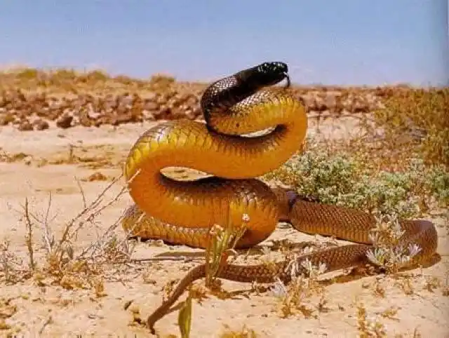 As cobras mais perigosas do mundo Inland Taipan.jpg | Animais | animais, cobra, cobras, curioso, perigoso, serpentes, víboras