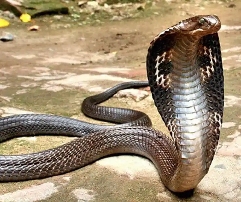 As cobras mais perigosas do mundo King Cobra.jpg | Animais | animais, cobra, cobras, curioso, perigoso, serpentes, víboras