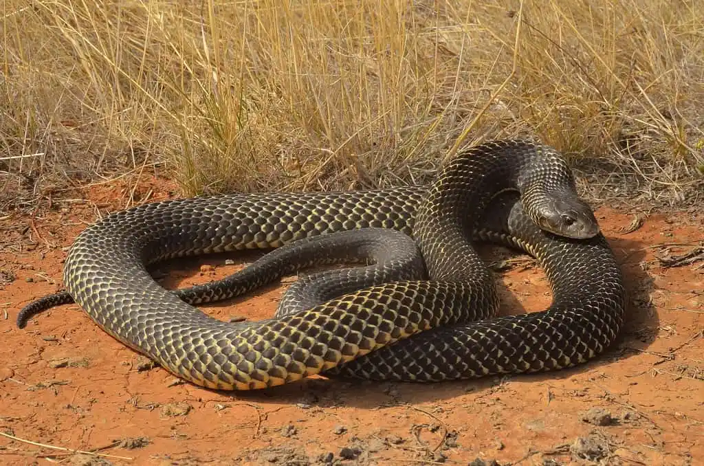 As cobras mais perigosas do mundo King brown snake or Mulga snake.jpg | Animais | animais, cobra, cobras, curioso, perigoso, serpentes, víboras
