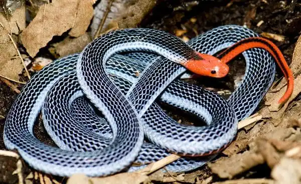 As cobras mais perigosas do mundo Malayan Snake.jpg | Animais | animais, cobra, cobras, curioso, perigoso, serpentes, víboras
