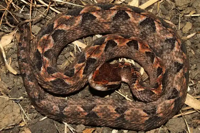 As cobras mais perigosas do mundo Malayan pit viper1.jpeg | Animais | animais, cobra, cobras, curioso, perigoso, serpentes, víboras