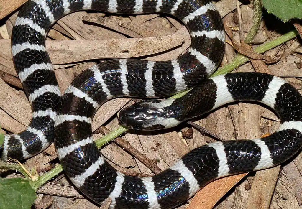 As cobras mais perigosas do mundo Many banded krait.jpg | Animais | animais, cobra, cobras, curioso, perigoso, serpentes, víboras