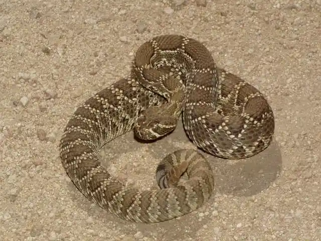 As cobras mais perigosas do mundo Mojave rattlesnake1.jpg | Animais | animais, cobra, cobras, curioso, perigoso, serpentes, víboras