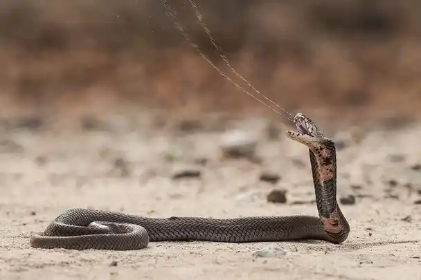 As cobras mais perigosas do mundo Mozambique spitting cobra1.jpg | Animais | animais, cobra, cobras, curioso, perigoso, serpentes, víboras