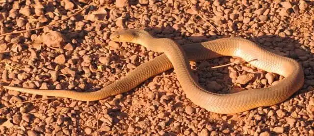 As cobras mais perigosas do mundo Naja katiensis1.jpg | Animais | animais, cobra, cobras, curioso, perigoso, serpentes, víboras