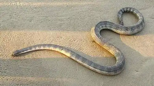 As cobras mais perigosas do mundo Perons sea snake.jpg | Animais | animais, cobra, cobras, curioso, perigoso, serpentes, víboras
