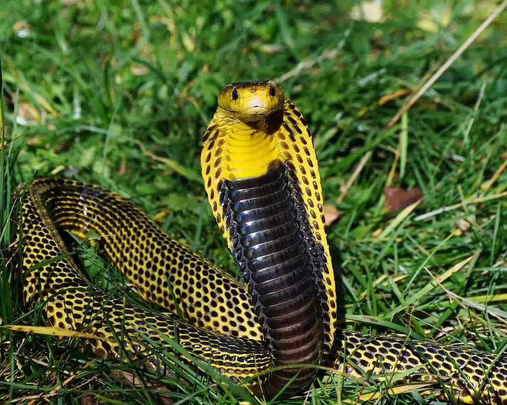 As cobras mais perigosas do mundo Philippine Cobra.jpg | Animais | animais, cobra, cobras, curioso, perigoso, serpentes, víboras