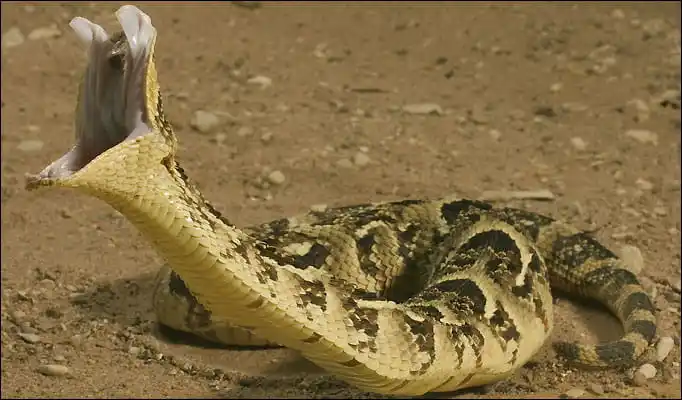 As cobras mais perigosas do mundo Puff adder.jpg | Animais | animais, cobra, cobras, curioso, perigoso, serpentes, víboras
