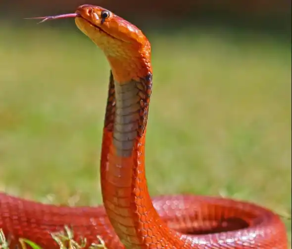 As cobras mais perigosas do mundo Red Spitting Cobra.jpg | Animais | animais, cobra, cobras, curioso, perigoso, serpentes, víboras