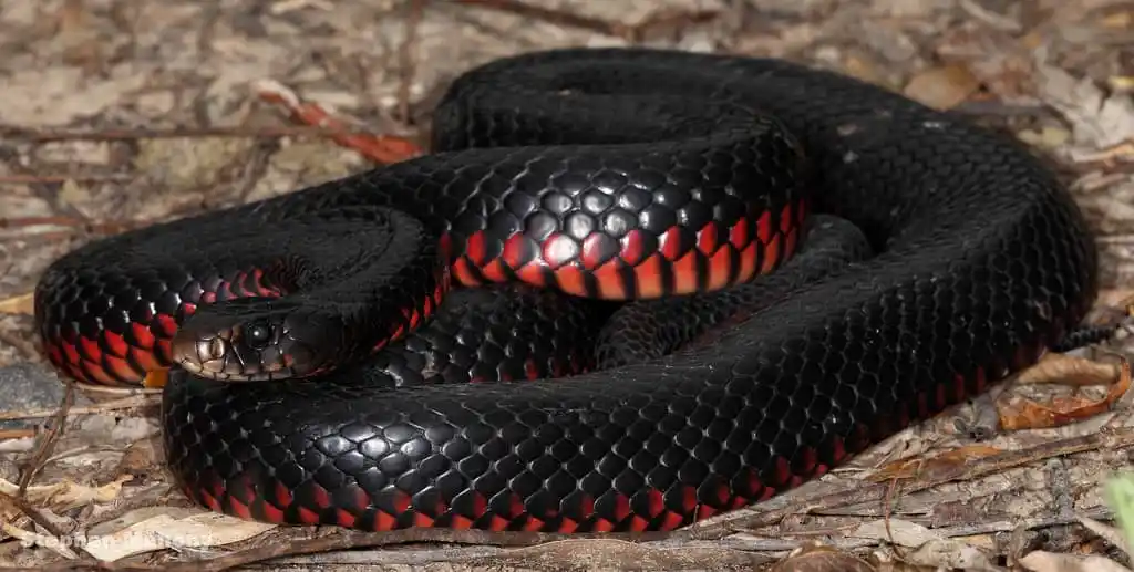 As cobras mais perigosas do mundo Red bellied black snake.jpg | Animais | animais, cobra, cobras, curioso, perigoso, serpentes, víboras