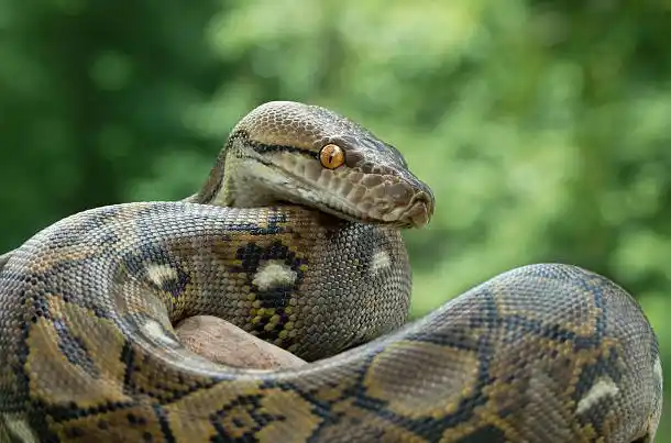 As cobras mais perigosas do mundo Reticulated Python.jpg | Animais | animais, cobra, cobras, curioso, perigoso, serpentes, víboras