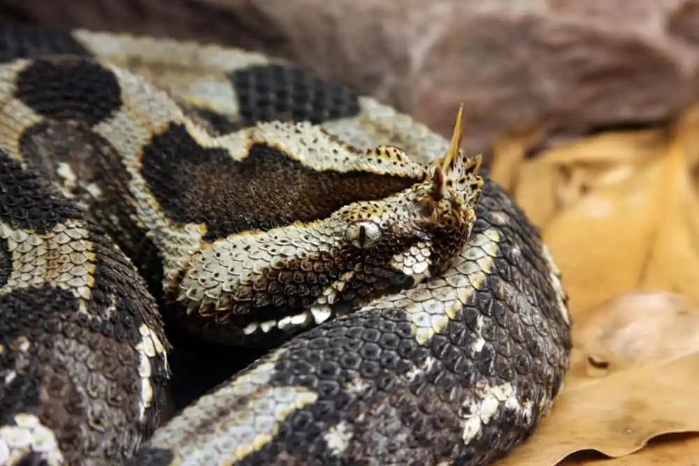 As cobras mais perigosas do mundo Rhinoceros viper.jpg | Animais | animais, cobra, cobras, curioso, perigoso, serpentes, víboras