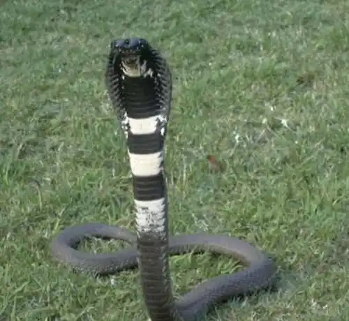 As cobras mais perigosas do mundo Rinkhals.jpg | Animais | animais, cobra, cobras, curioso, perigoso, serpentes, víboras